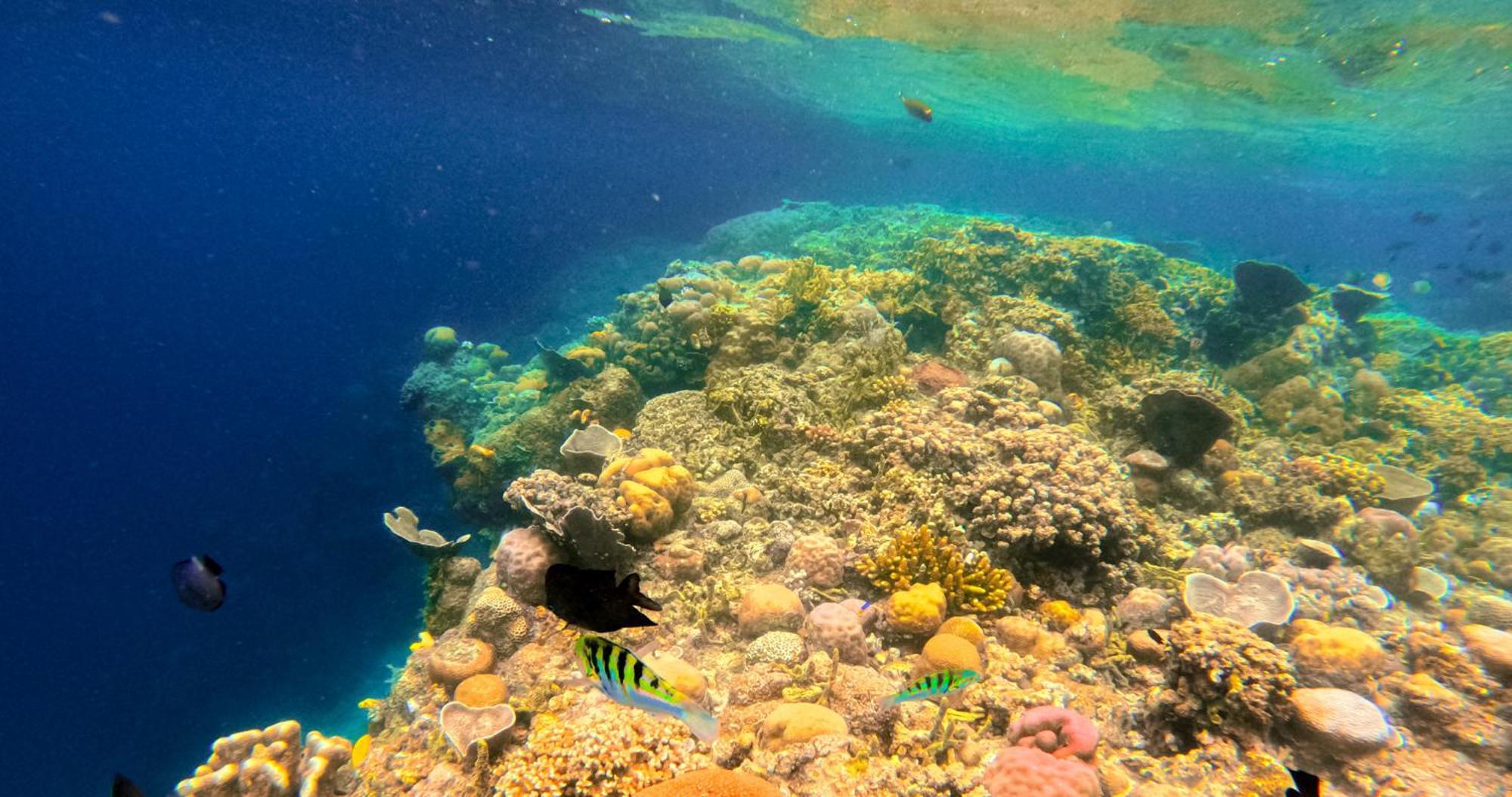 Bobocabin Bunaken Hills, Resor